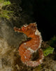 Orange Seahorse West Palm Wall Decal Design 1