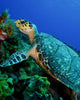 Feeding Hawksbill Sea Turtle Wall Decal