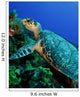Feeding Hawksbill Sea Turtle Wall Decal