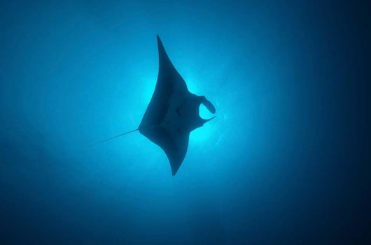Manta Ray Gliding through Wall Decal