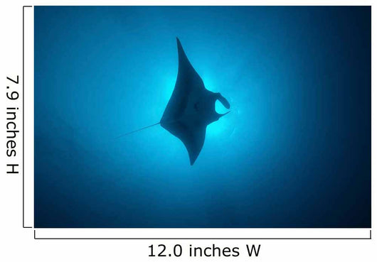 Manta Ray Gliding through Wall Decal