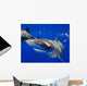 Curious Oceanic Whitetip Shark Wall Decal
