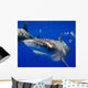 Curious Oceanic Whitetip Shark Wall Decal