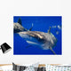 Curious Oceanic Whitetip Shark Wall Decal