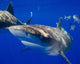 Curious Oceanic Whitetip Shark Wall Decal
