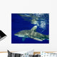 Oceanic Whitetip Shark Cat Wall Decal Design 11