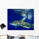 Oceanic Whitetip Shark Cat Wall Decal Design 11