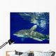 Oceanic Whitetip Shark Cat Wall Decal Design 11