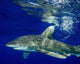 Oceanic Whitetip Shark Cat Wall Decal Design 11