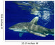 Oceanic Whitetip Shark Cat Wall Decal Design 11