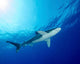 Underside Oceanic Whitetip Shark Wall Decal