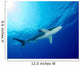 Underside Oceanic Whitetip Shark Wall Decal