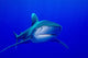 Oceanic Whitetip Shark Cat Wall Decal Design 10