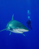 Diver Swimming with Oceanic Wall Decal Design 4