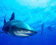 Diver Swimming with Oceanic Wall Decal Design 3