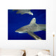 Oceanic Whitetip Shark with Wall Decal Design 1