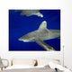 Oceanic Whitetip Shark with Wall Decal Design 1