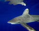 Oceanic Whitetip Shark with Wall Decal Design 1
