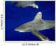 Oceanic Whitetip Shark with Wall Decal Design 1