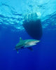Oceanic Whitetip Shark Circling Wall Decal