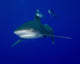Oceanic Whitetip Shark Swimming Wall Decal