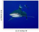 Oceanic Whitetip Shark Swimming Wall Decal