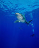Diving with Oceanic Whitetip Wall Decal