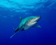 Oceanic Whitetip Shark Cat Wall Decal Design 9