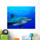 Close-up Side Oceanic Whitetip Wall Decal