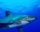 Close-up Side Oceanic Whitetip Wall Decal