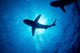 Silhouette Oceanic Whitetip Shark Wall Decal