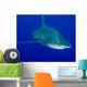 Oceanic Whitetip Shark Cat Wall Decal Design 8