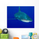 Oceanic Whitetip Shark Cat Wall Decal Design 8