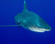 Oceanic Whitetip Shark Cat Wall Decal Design 8