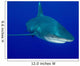 Oceanic Whitetip Shark Cat Wall Decal Design 8