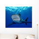 Front Oceanic Whitetip Shark Wall Decal