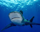 Front Oceanic Whitetip Shark Wall Decal