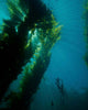 Kelp Forest with School Wall Decal
