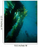 Kelp Forest with School Wall Decal