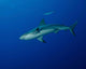 Caribbean Reef Shark West Wall Decal