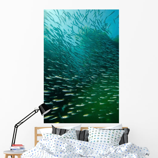 School Pacific Sardines Kelp Wall Decal