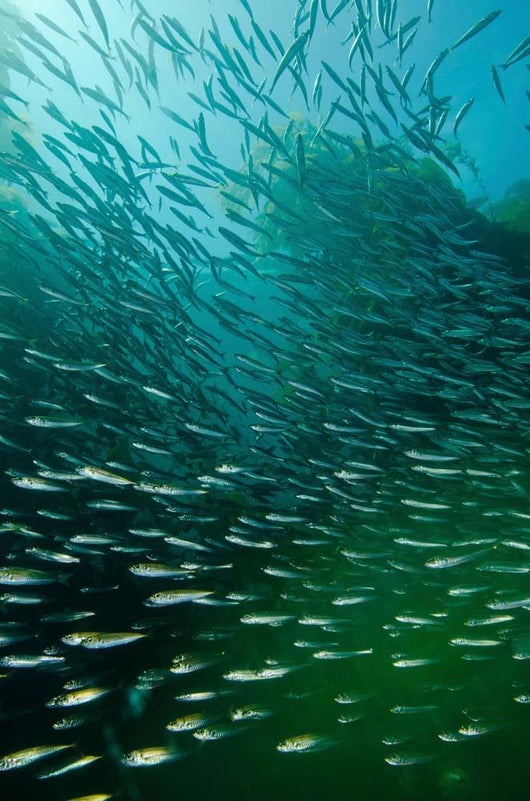 School Pacific Sardines Kelp Wall Decal