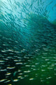 School Pacific Sardines Kelp Wall Decal