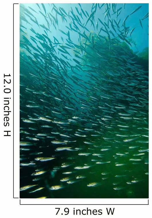 School Pacific Sardines Kelp Wall Decal