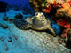 Hawksbill Sea Turtle Resting Wall Decal