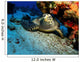 Hawksbill Sea Turtle Resting Wall Decal