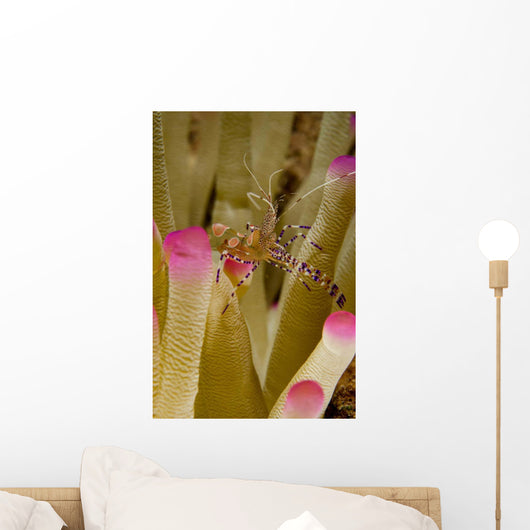 Spotted Cleaner Shrimp Pink Wall Decal Design 1