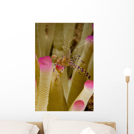 Spotted Cleaner Shrimp Pink Wall Decal Design 1