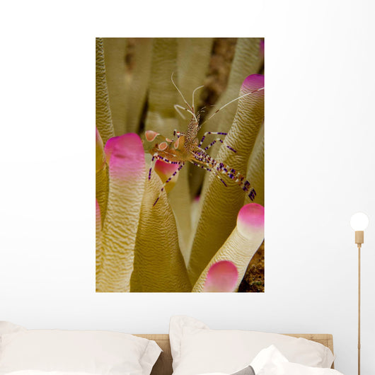 Spotted Cleaner Shrimp Pink Wall Decal Design 1