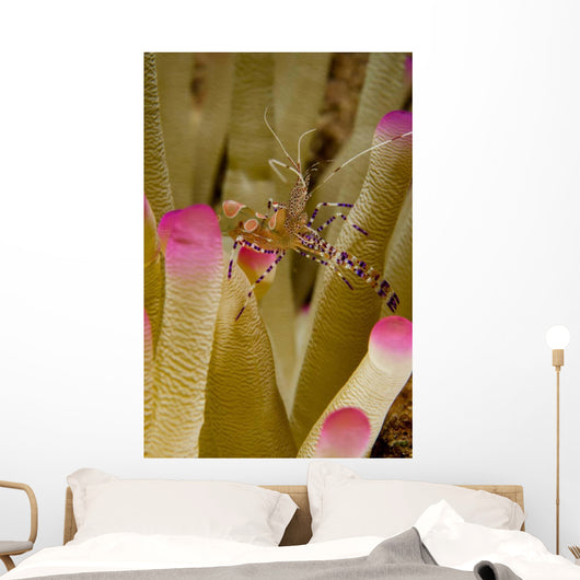 Spotted Cleaner Shrimp Pink Wall Decal Design 1